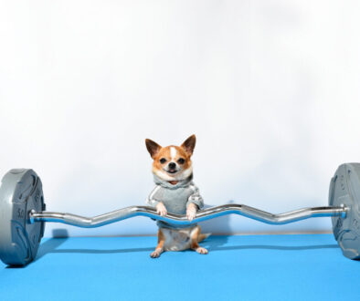 Shot of a little dog chihuahua with sports equipment. Sport, fitness, bodybuilding concept.