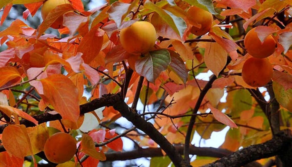 1 Diospyros_Kaki_03