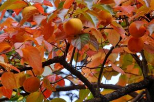 1 Diospyros_Kaki_03