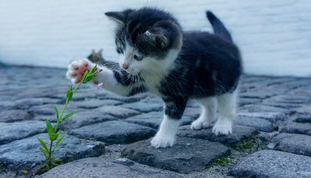 cat-2536662_960_720