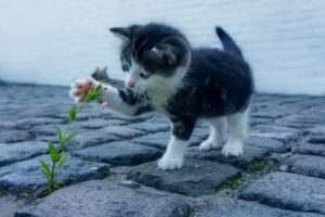 cat-2536662_960_720