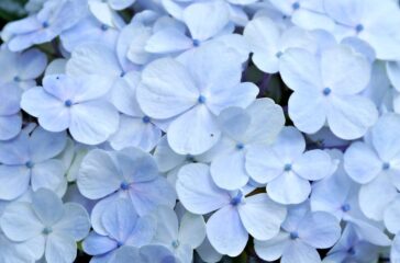 flower-7911919_1280