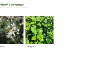 in autunno