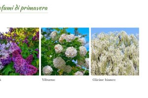 in primavera