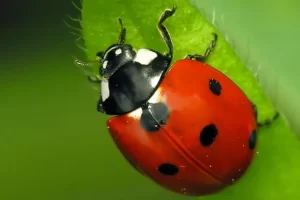 Coccinella-septempunctata-900x674-1