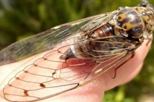 cicala