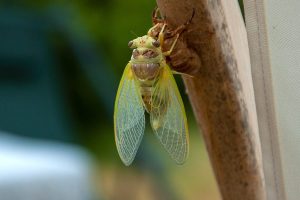 cicala