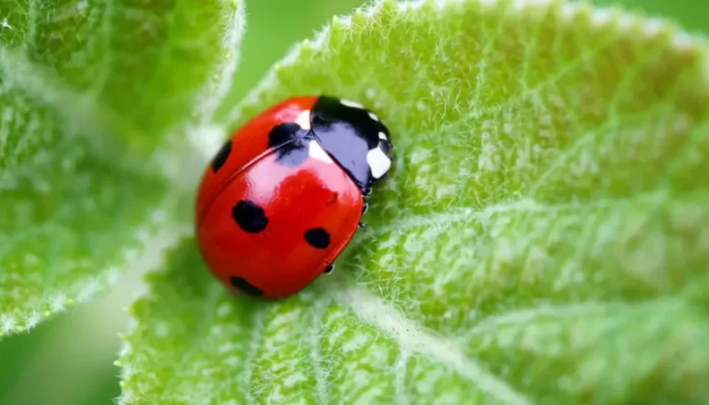 coccinelle