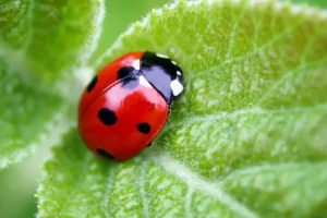 coccinelle