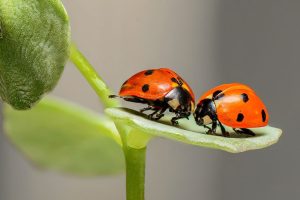 ladybugs-1593406_1280