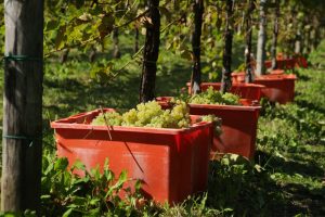 Vendemmia Solidale_Le Manzane_raccolta dell'uva 2