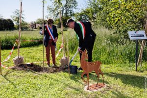 piantumazione alberi
