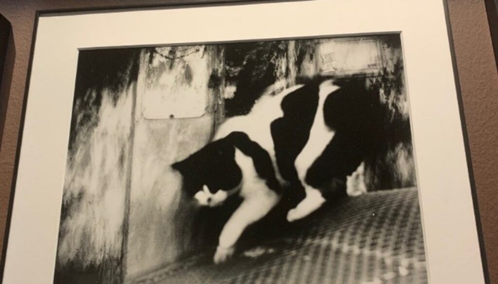 animali
