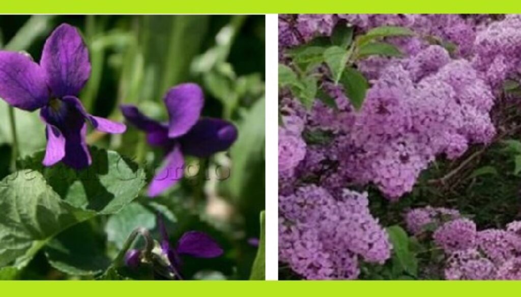 Fiori 2