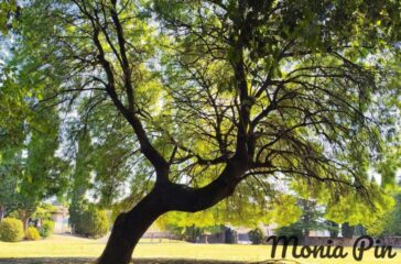 Image_20260831_083927_776